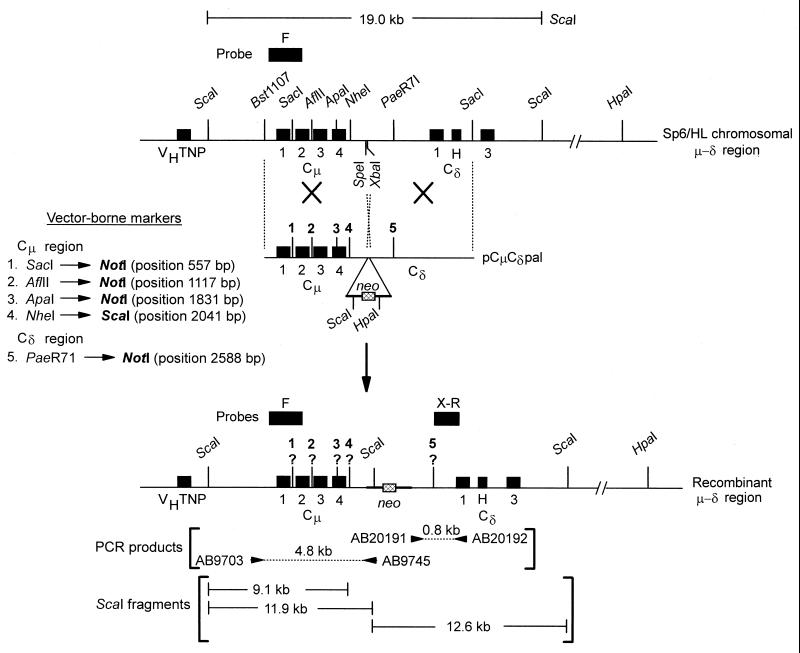 FIG. 1