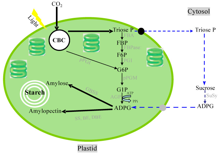 Figure 6