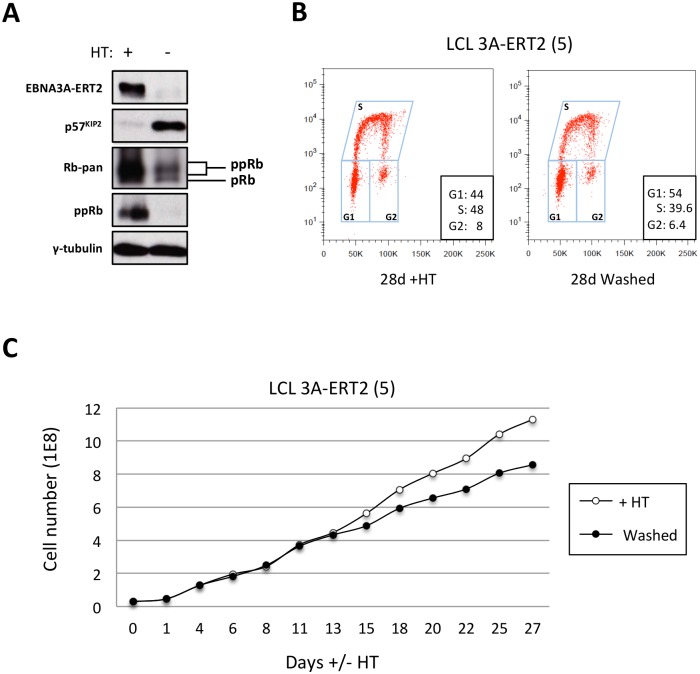 Fig 12