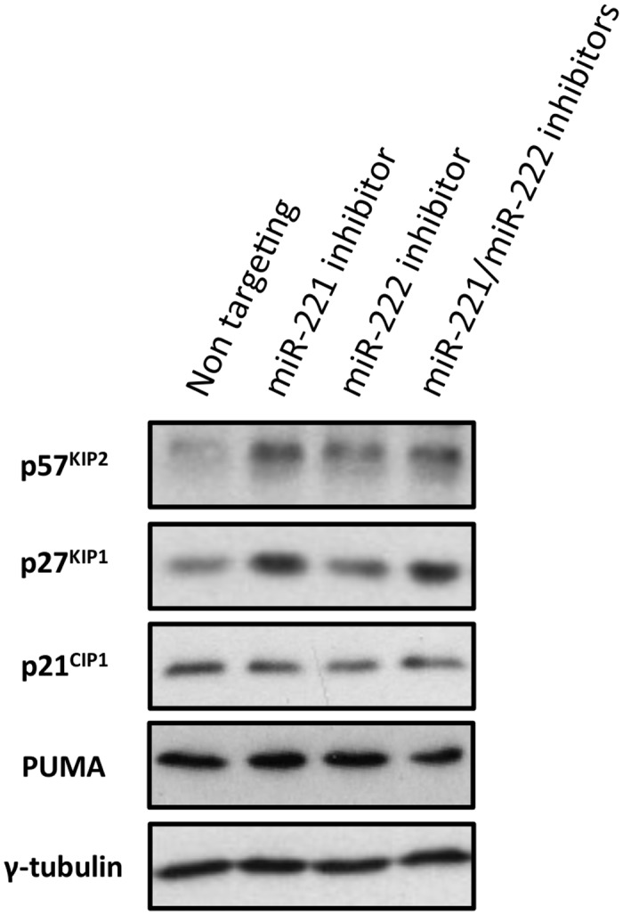 Fig 10