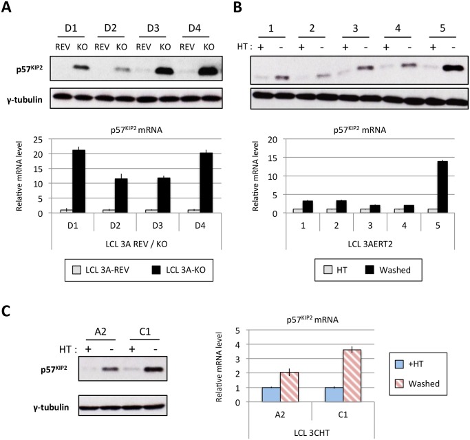 Fig 11