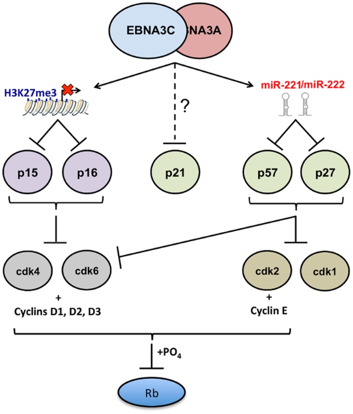 Fig 13