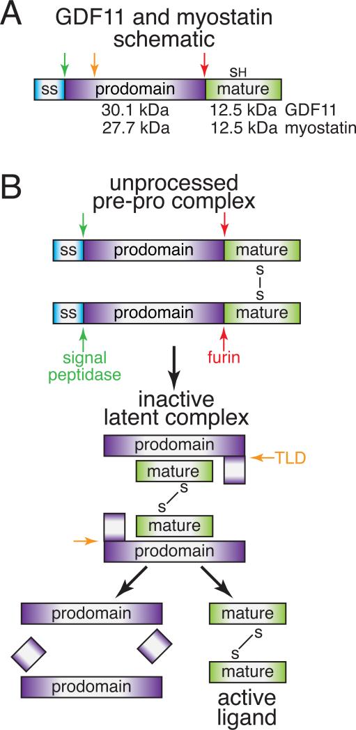 Biochemistry and Biology of GDF11 and Myostatin: similarities ...