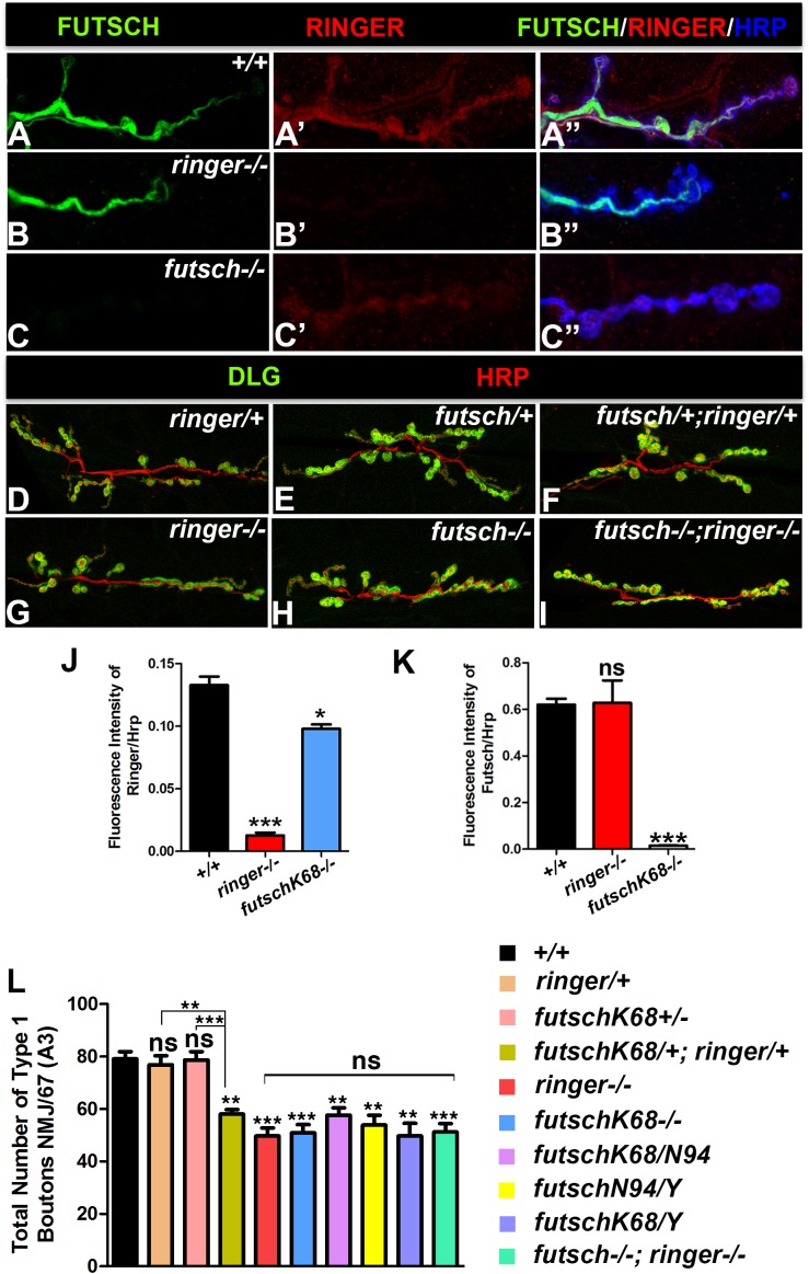 FIGURE 4