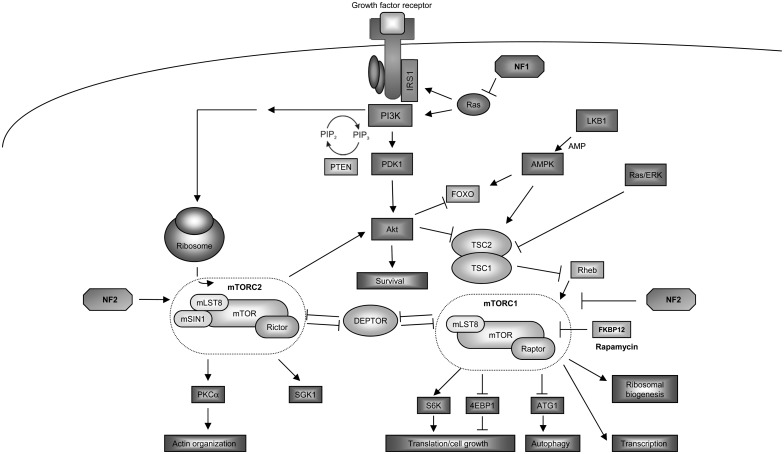 Fig. 1.