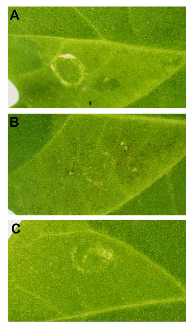 FIGURE 6