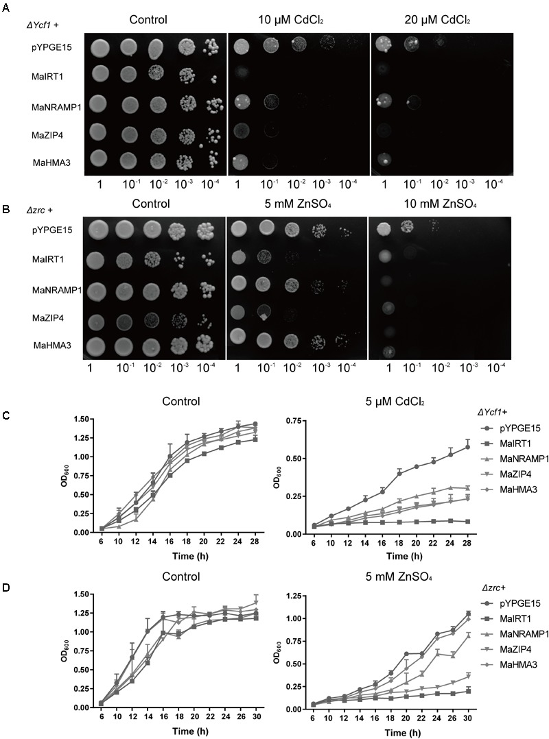 FIGURE 5