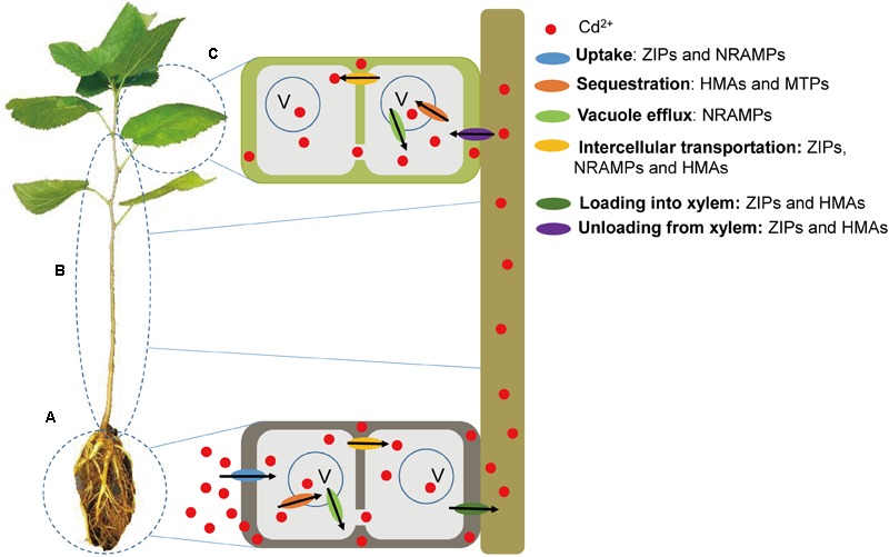 FIGURE 7