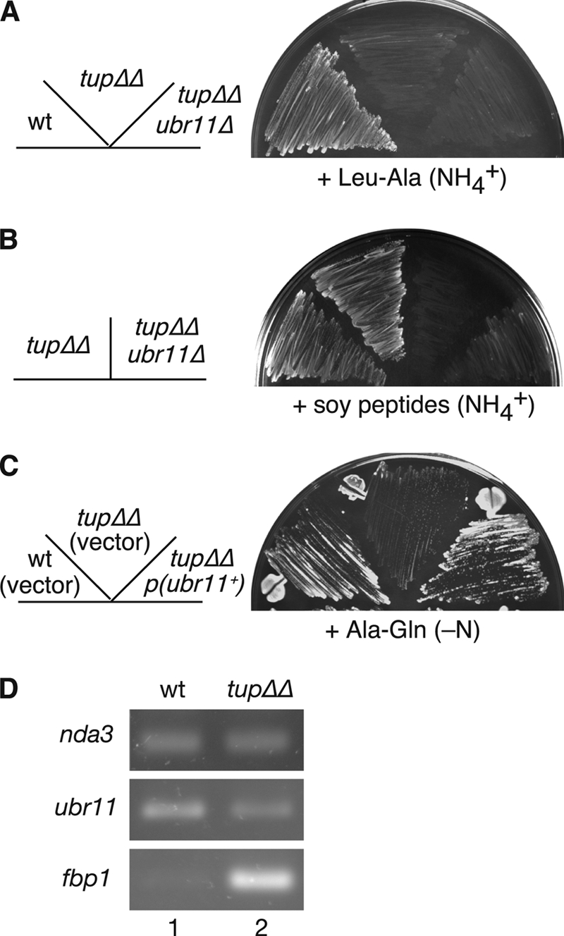 Fig 5