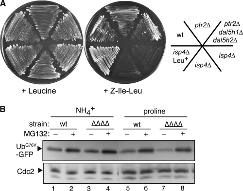 Fig 6