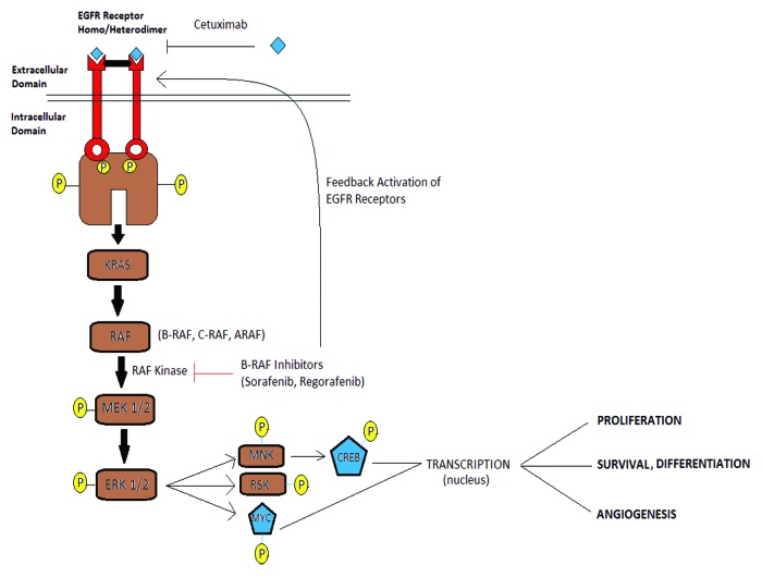 graphic file with name cbt-14-703-g9.jpg