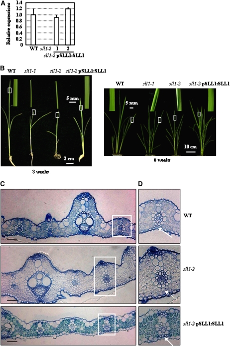 Figure 6.