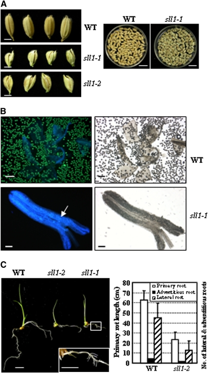 Figure 10.