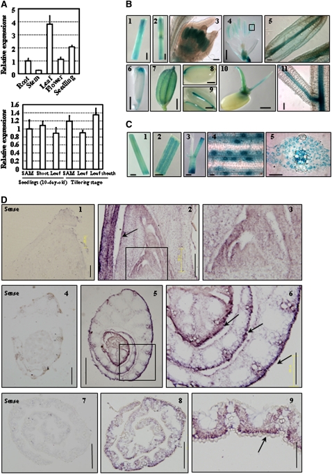 Figure 5.