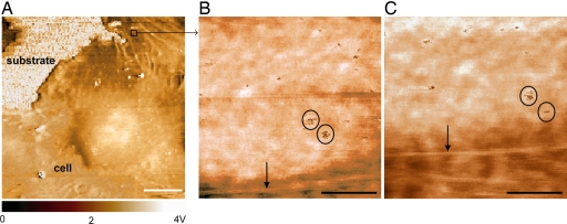 Fig. 5.