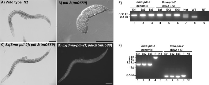 FIGURE 4.