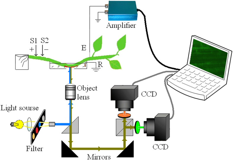 Figure 6