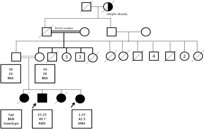 Fig. 1