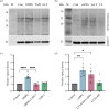 Regulation of protein synthesis by DHPG and sAPPα, as assessed using the puromycin-based SUnSET technique. (a) Representative western blot illustrating the enhancement of puromycin incorporation in CA1 mini-slices across the various treatment groups