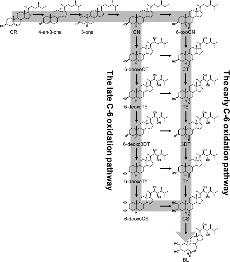 Fig. 2. Conventional proposed BR biosynthetic pathway (CN-dependent pathway).