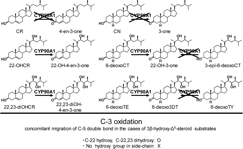 Fig. 4. C-3 oxidation (oxidation of the 3β-hydroxy group coupled with migration of the C-5 double bond) of BR biosynthetic intermediates by CYP90A.