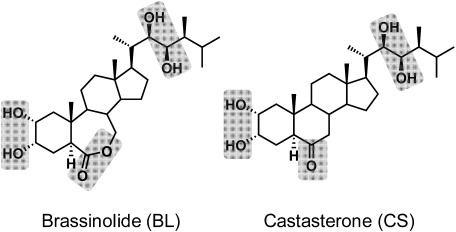 Fig. 1. Chemical structures of brassinolide (BL) and castasterone (CS). Gray shades are essential groups of BR physiological activities.1,2)