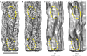 Extended Data Fig. 5