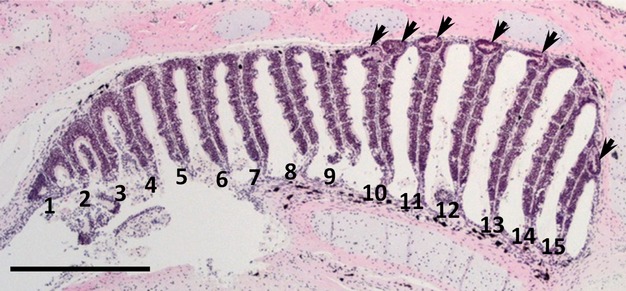 Fig. 2