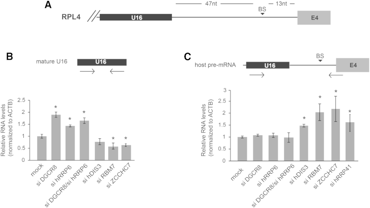 Figure 5