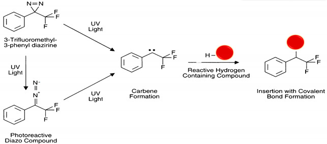 graphic file with name polymers-13-02464-i015.jpg