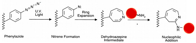 graphic file with name polymers-13-02464-i014.jpg