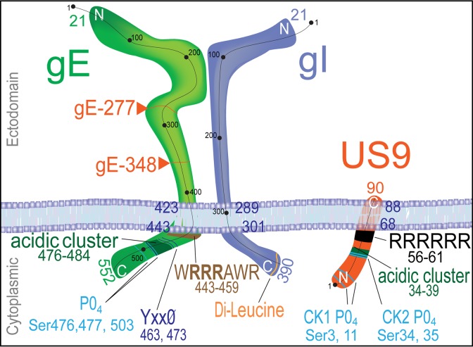 FIG 1