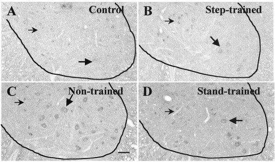 Fig. 7.