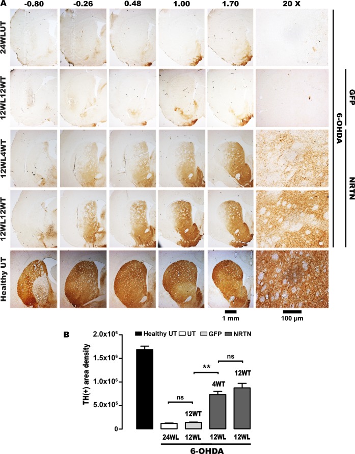 Fig 3