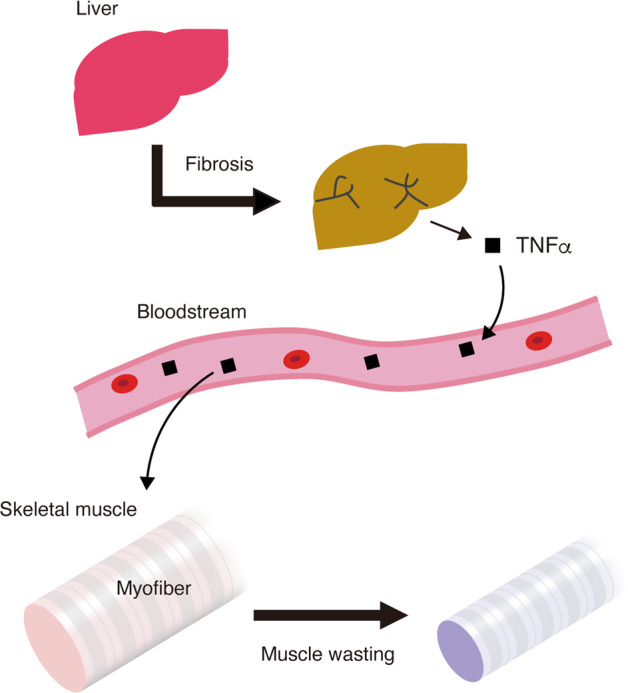 Fig. 7