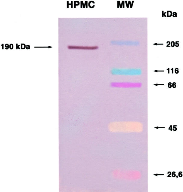 Figure 10.