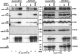 FIGURE 6: