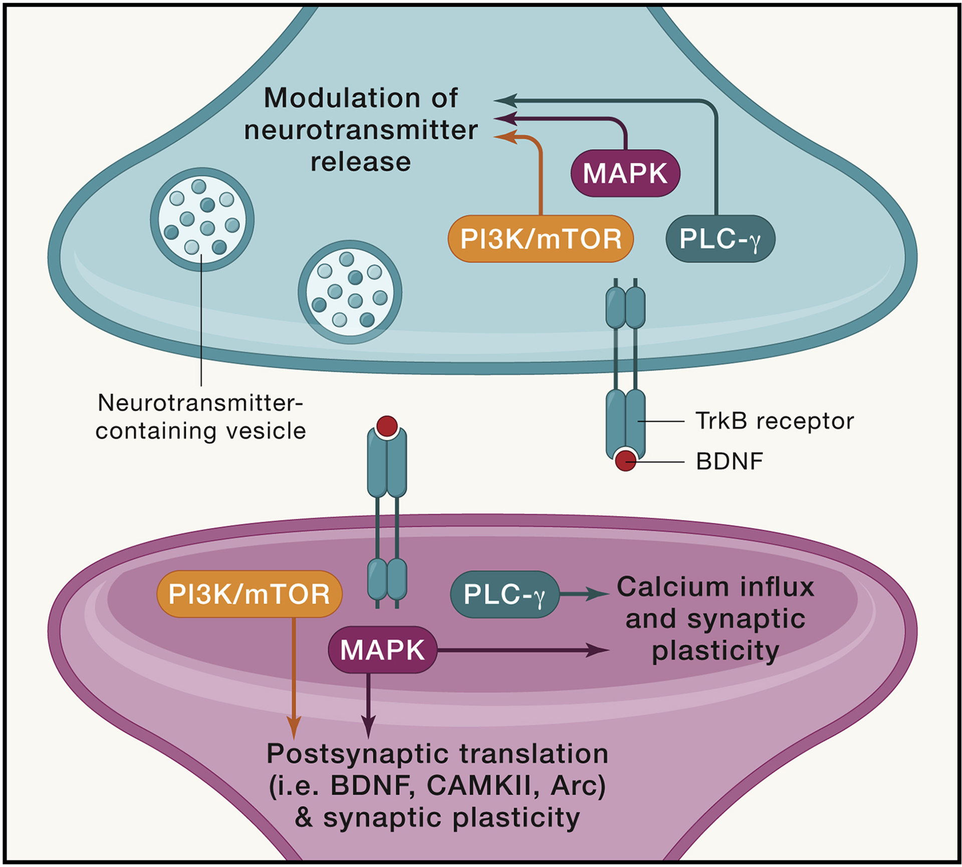 Figure 2: