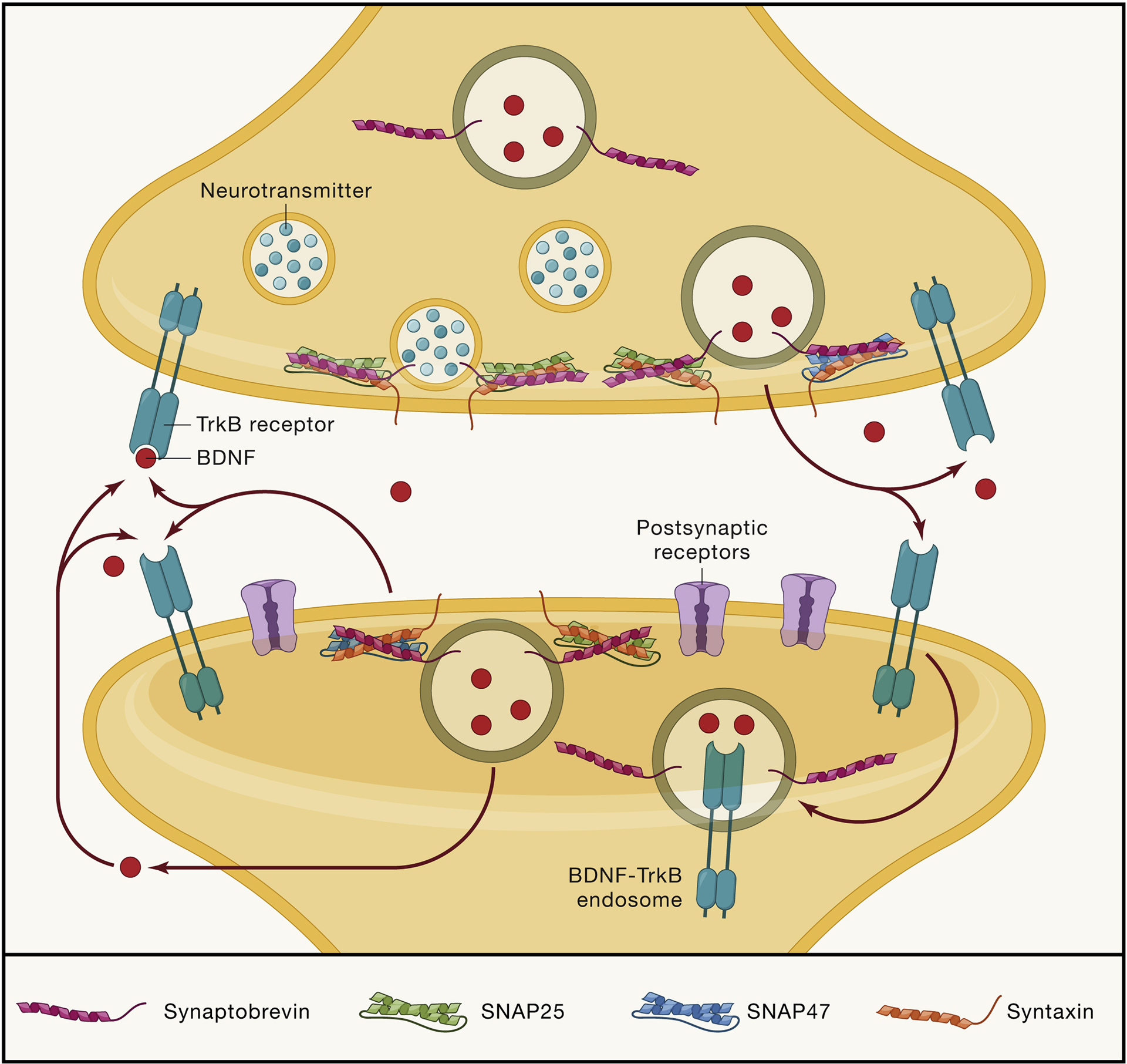 Figure 1: