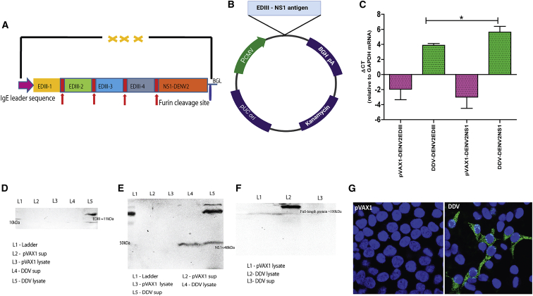 Figure 3