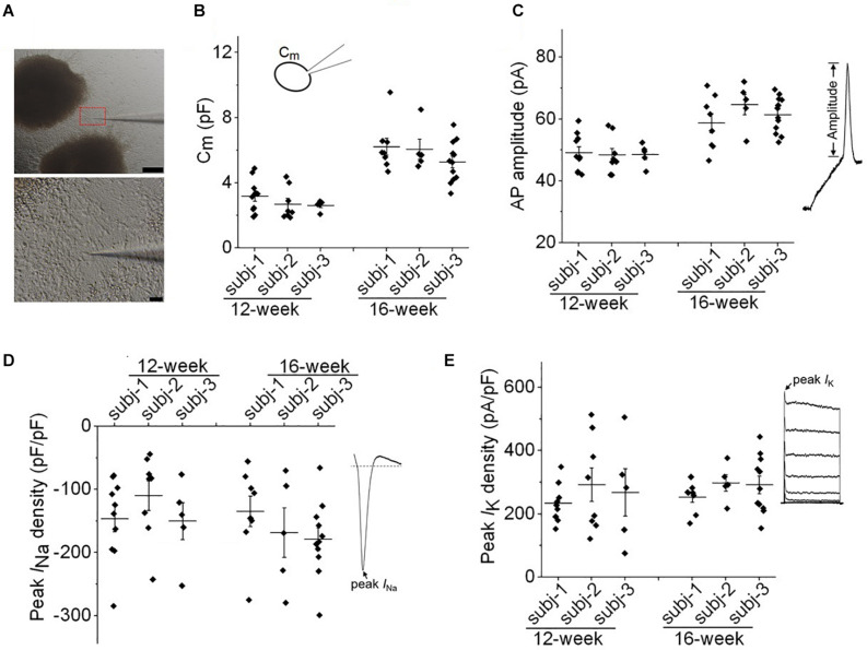 FIGURE 2