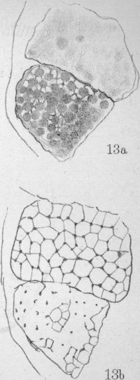 Fig. 13