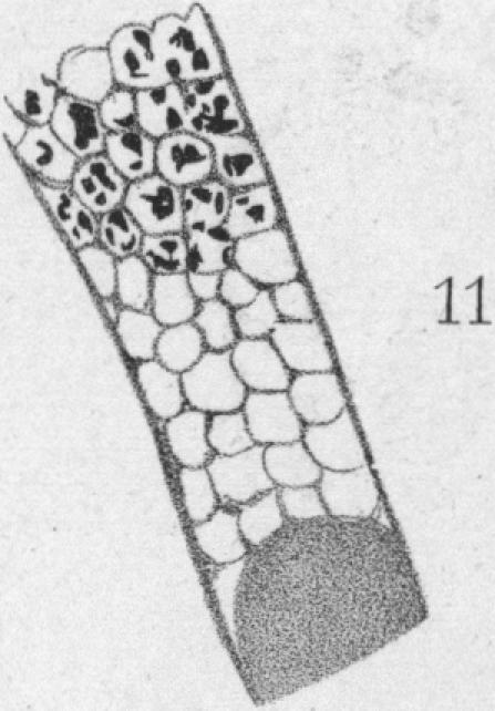 Fig. 11