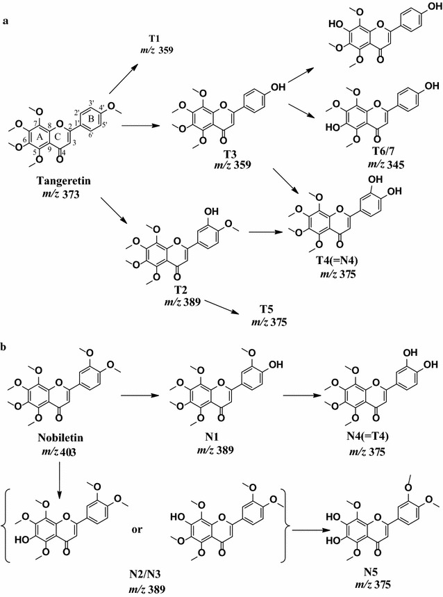 Fig. 6