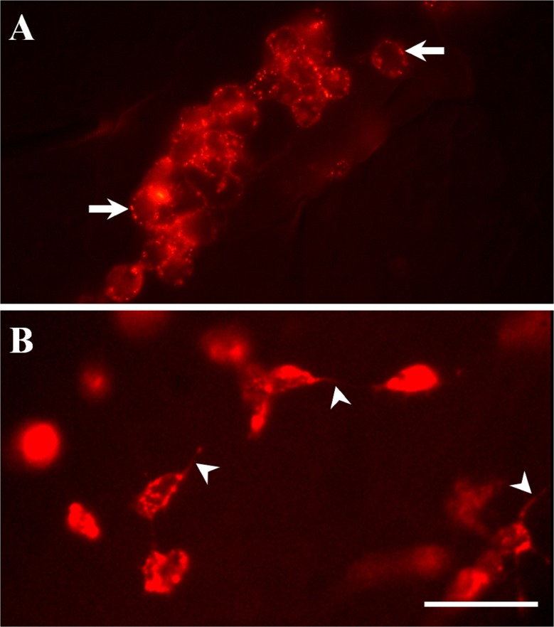 Fig 5