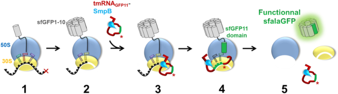 Scheme 1.