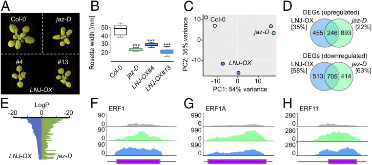 Heterologous microProtein expression identifies LITTLE NINJA, a ...