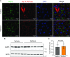 Figure 4—figure supplement 1.