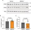 Figure 7—figure supplement 1.