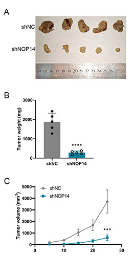 Figure 5.